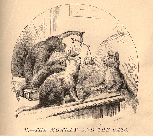 CAT & Monkey